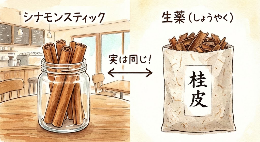 身近なスパイスと漢方薬の比較イラスト。カフェにあるおしゃれな瓶に入った「シナモンスティック」と、漢方の紙袋に入った生薬の「桂皮（けいひ）」を並べ、見た目は違っても実は同じものであることを解説している。