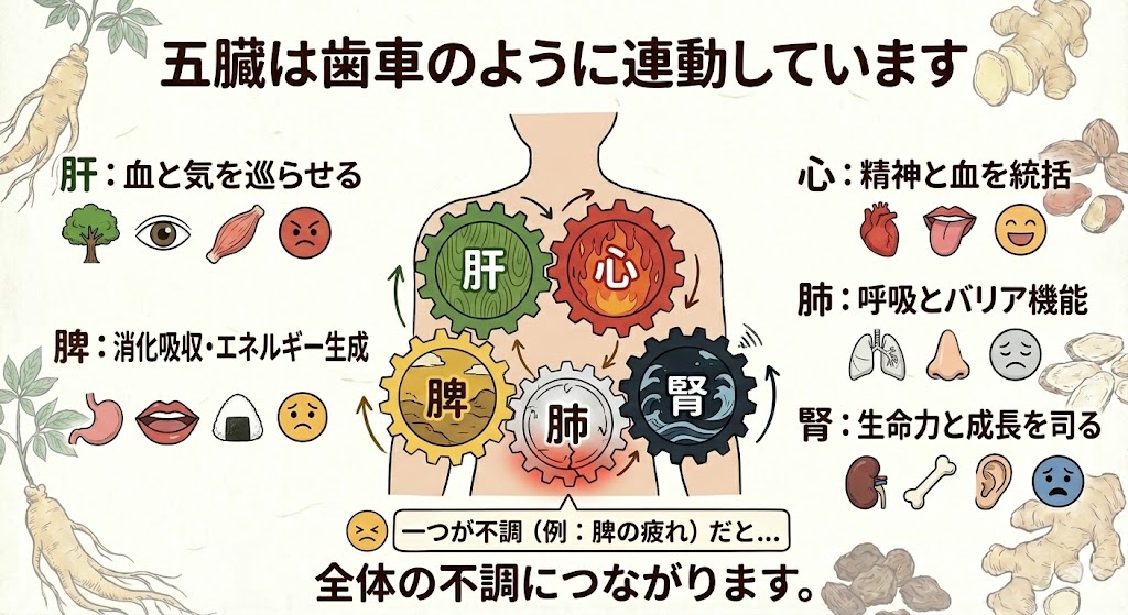 人間の体の中で、肝・心・脾・肺・腎の5つの臓器が歯車のように連動しているイラスト。どこか一つの歯車に不調があると全体の不調につながるという、漢方の五臓の概念を図解したもの。